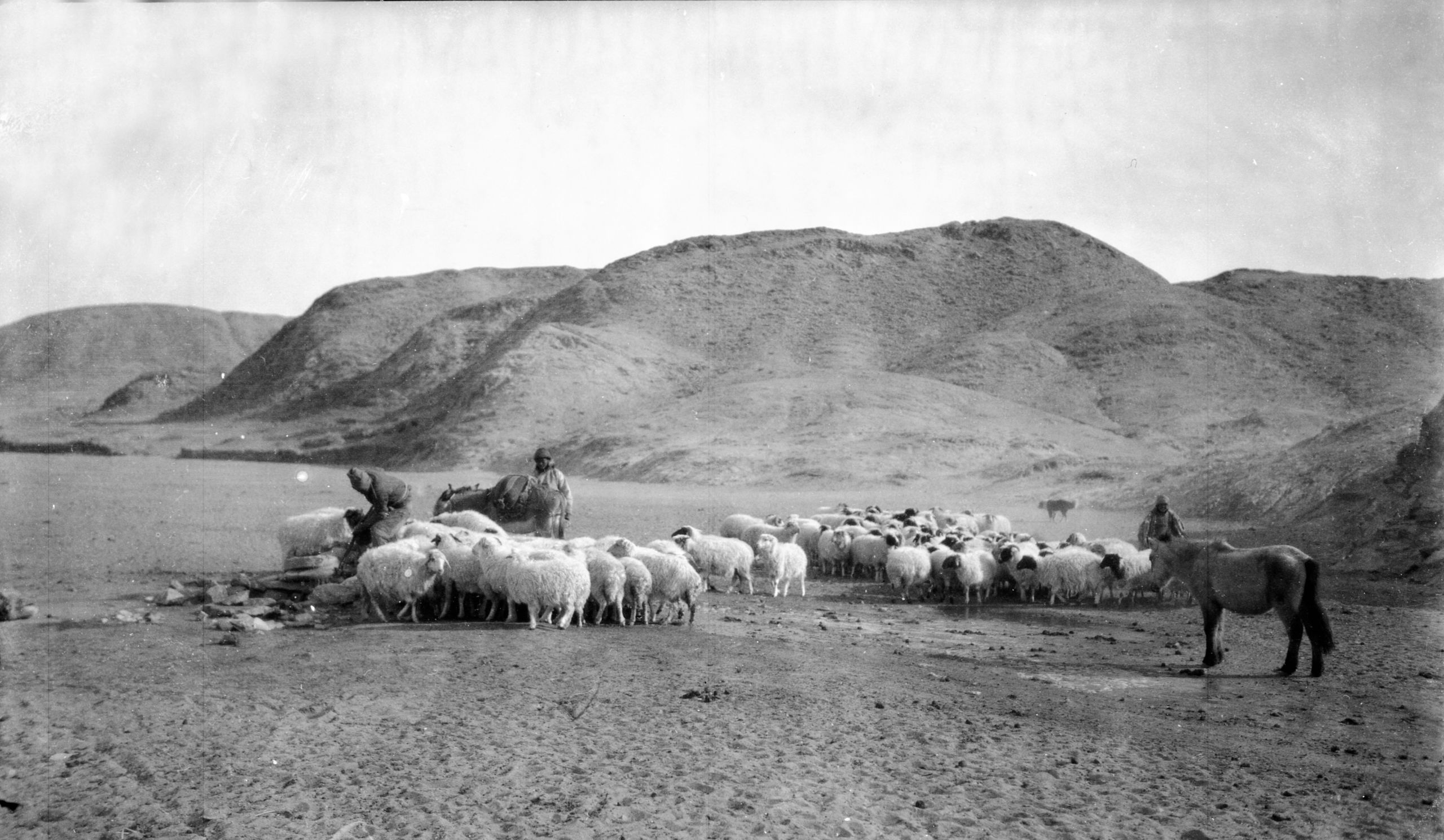 Picture of Watering sheep from a Firzen or frozen well by the roadside