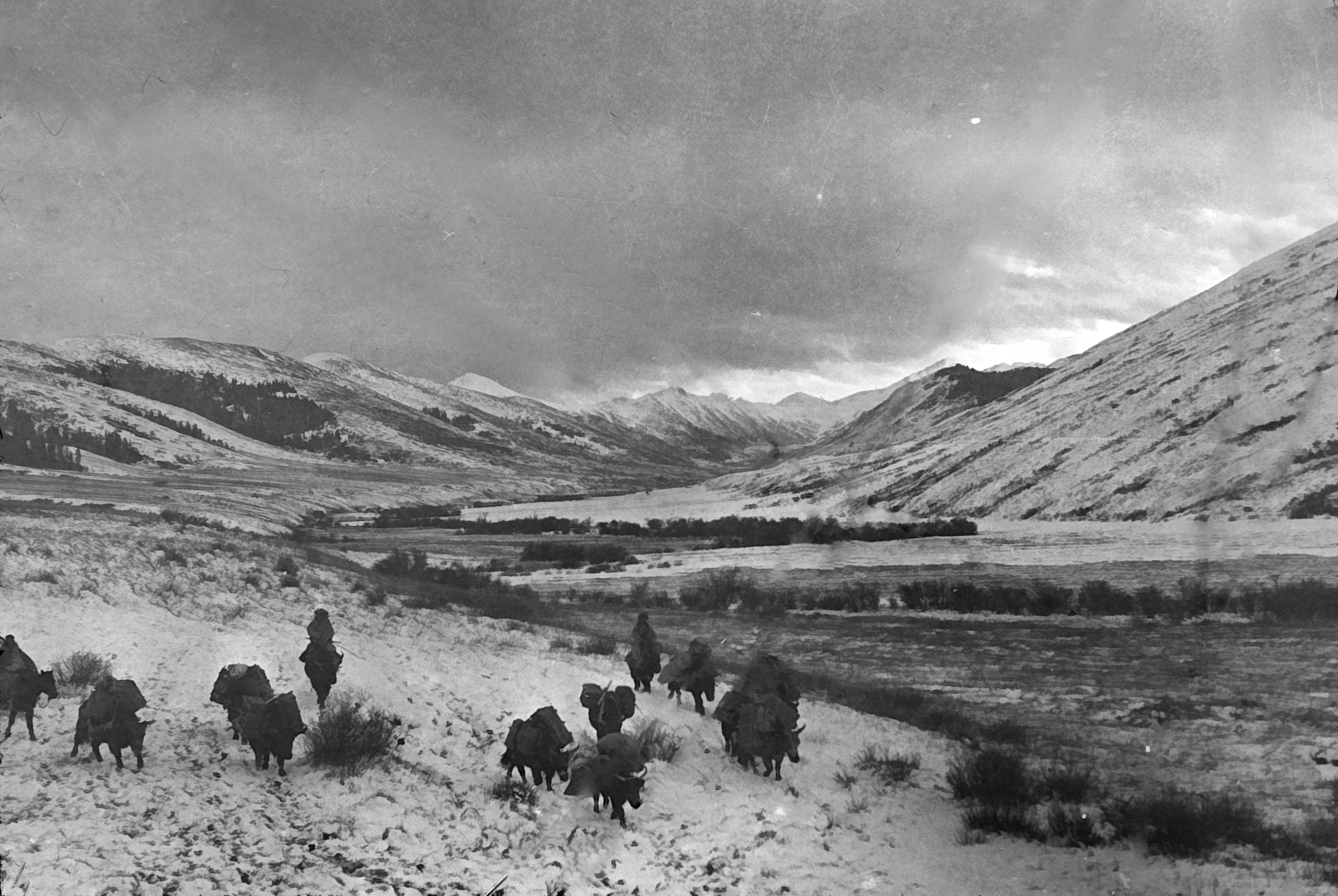Picture of their Yak transport near the Run rerh (white river)