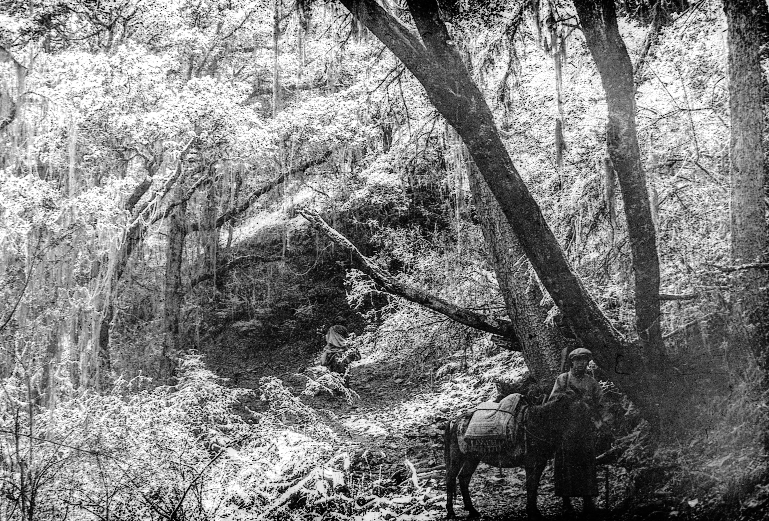Picture of the Snow in the woods just after leaving Tang Li village
